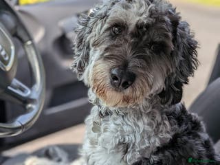 Cockapoo dogs Blue Merle F1B Miniature Cockapoo - West Midlands - Advert 3