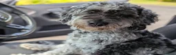 Cockapoo dogs for stud: Blue Merle F1B Miniature Cockapoo - West Midlands - Advert 1