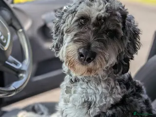 Cockapoo dogs Blue Merle F1B Miniature Cockapoo - West Midlands - Advert 12