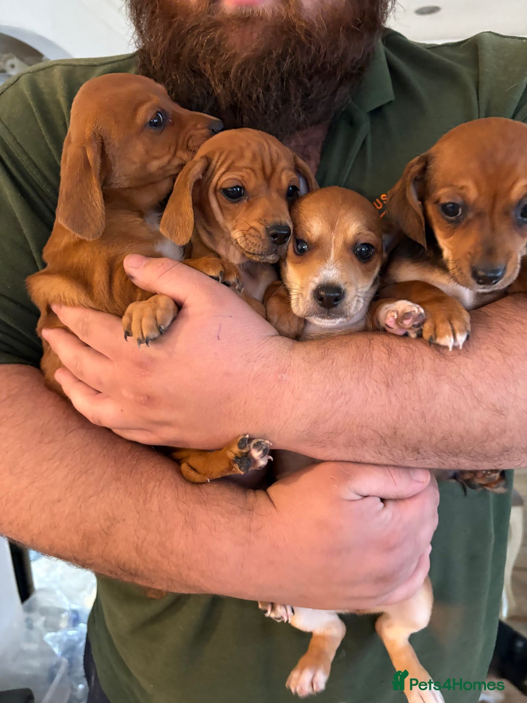 Chihuahua dogs for sale: Dachshund cross chihuahuas Puppys  - Advert 8