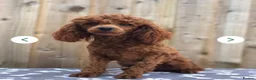 Toy Poodle dogs for sale: Kc Toy poodle male proven  - Advert 2