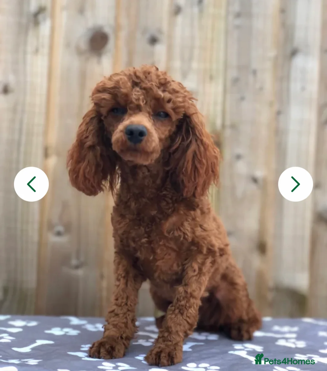 Toy Poodle dogs for sale: Kc Toy poodle male proven  - Advert 2