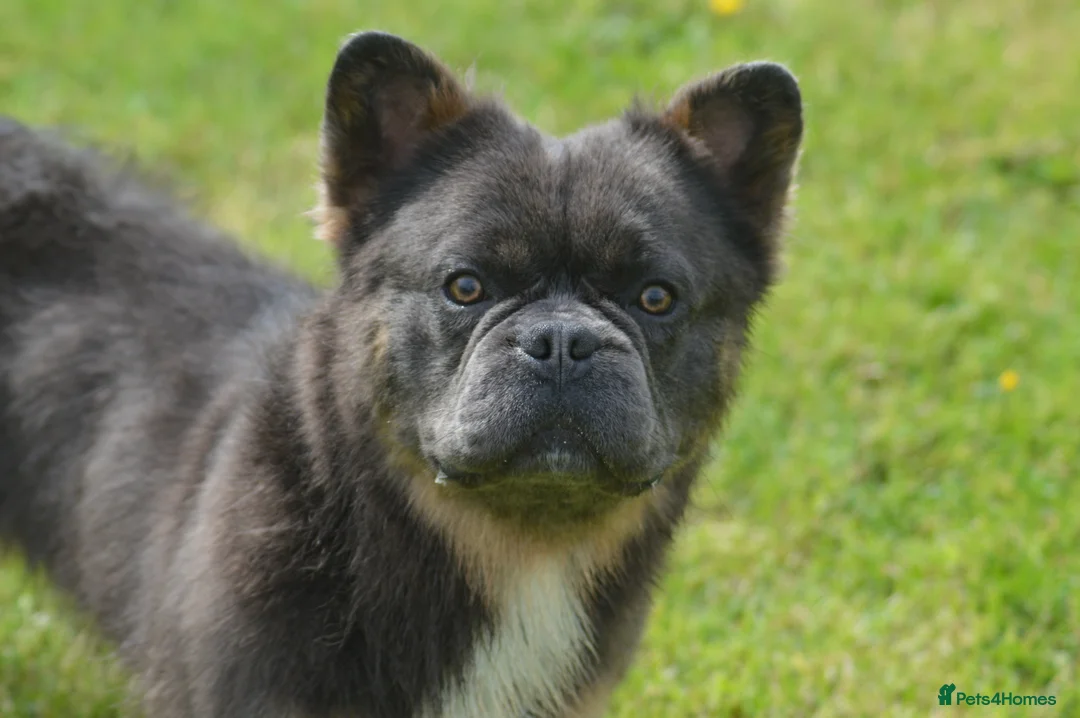 French Bulldog dogs for stud: 4 panel health clear fluffy stud dog in Southport - Advert 4