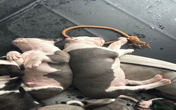 Staffordshire Bull Terrier dogs for sale: Beautiful Staffordshire bull terrier puppies  - Image 3