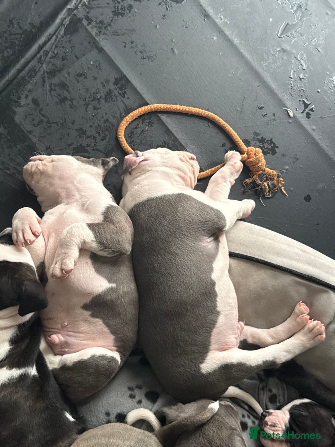 Staffordshire Bull Terrier dogs for sale: Beautiful Staffordshire bull terrier puppies  - Image 3