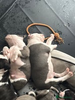 Staffordshire Bull Terrier dogs - Advert 6