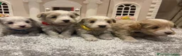 Maltese dogs for stud: Kc registered health tested stud proven - Advert 26