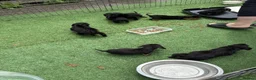 Dachshund dogs for sale: Dachshund puppies mixed litter  - Advert 6