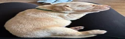 Labrador Retriever dogs for sale: Labrador puppies for sale - Advert 33