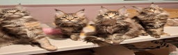 Maine Coon cats for sale: Beautiful torbie Maine Coon girls - Advert 12
