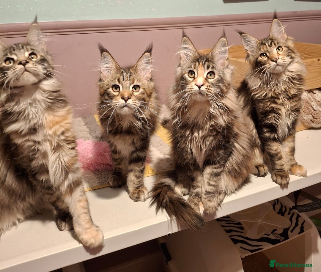 Maine Coon cats for sale: Beautiful torbie Maine Coon girls - Advert 12