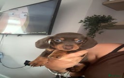 Dachshund dogs for sale: Beautiful dachshunds boy - Image 2