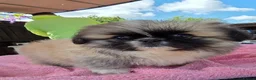 Pekingese dogs for sale: KC Registered Pekingese Puppies top quality  - Advert 20