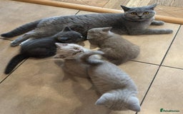 British Shorthair cats for sale: Quality GCCF British Shorthair Kittens - Image 1