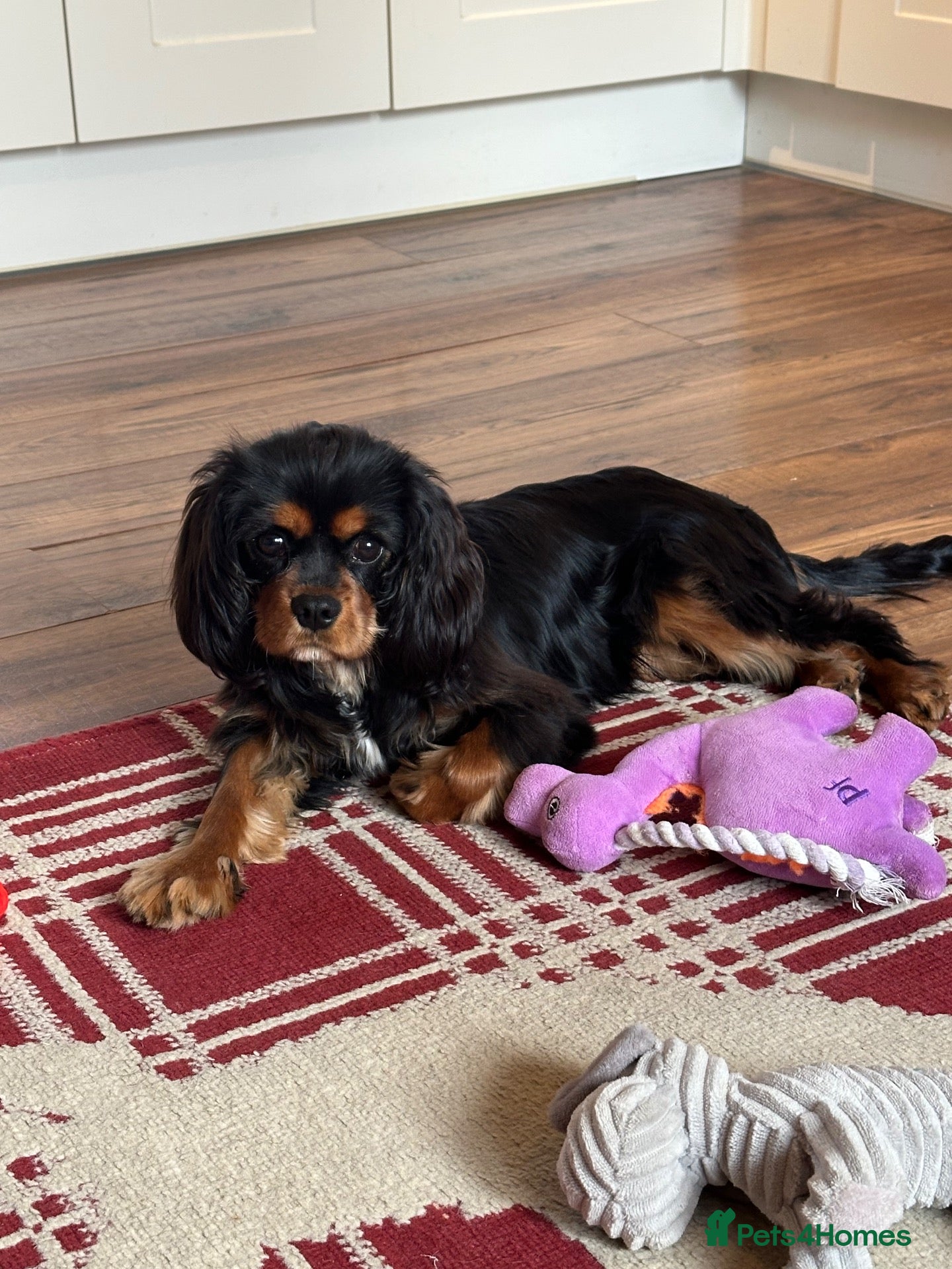 Cavalier King Charles Spaniel dogs 🐾 KC Reg Health Tested Boy 🐾 - Advert 1