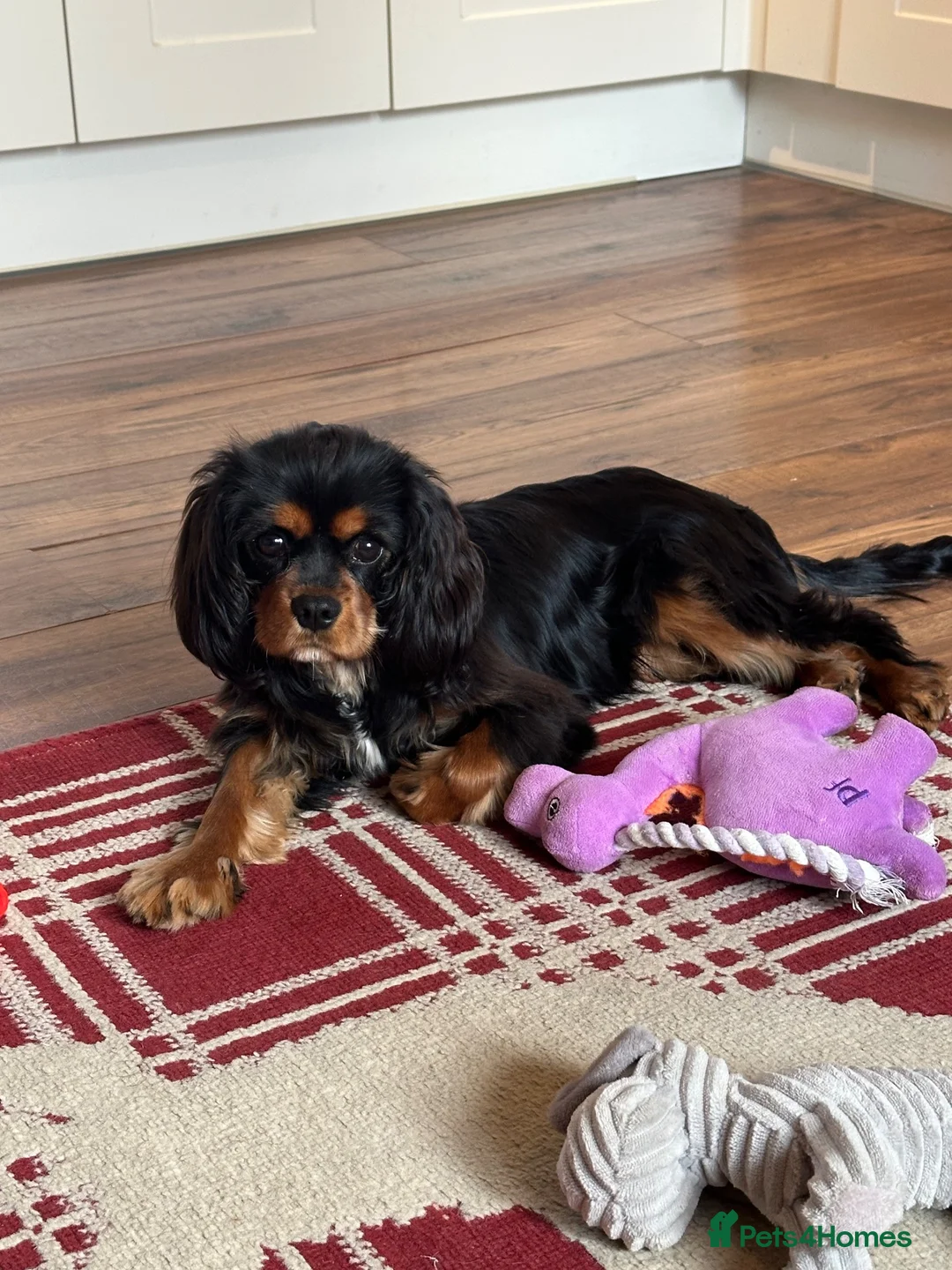 Cavalier King Charles Spaniel dogs for sale: 🐾 KC Reg Health Tested Boy 🐾 - Advert 1