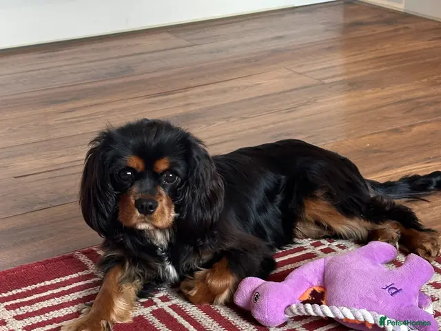 Cavalier King Charles Spaniel dogs 🐾 KC Reg Health Tested Boy 🐾 - Advert 1