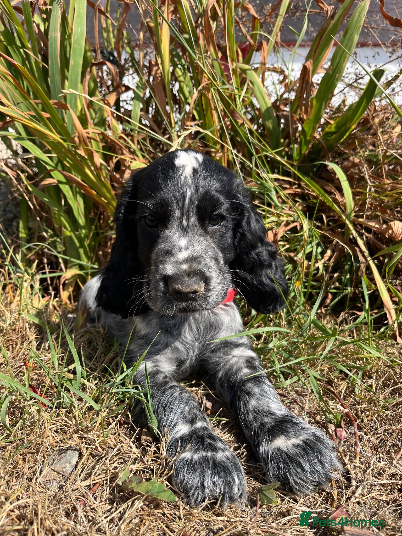 Cocker Spaniel dogs Show type cocker spaniel puppies  - Advert 5