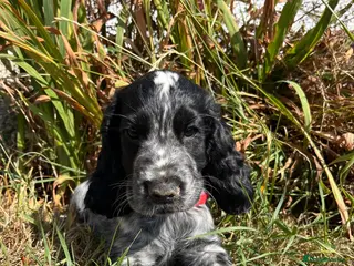 Cocker Spaniel dogs Show type cocker spaniel puppies - Advert 5