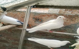 Pigeons birds for sale: Pigeon for sale - Image 9