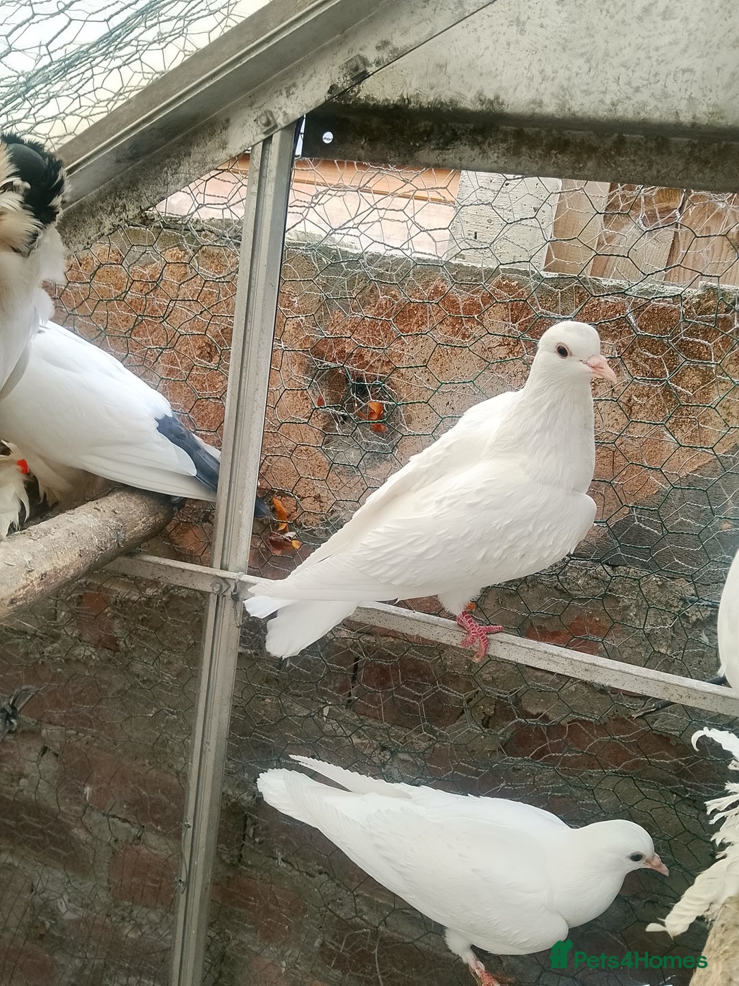 Pigeons birds for sale: Pigeon for sale - Image 9