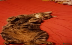 Domestic Shorthair cats for sale: 5 year old Tabby Cat  - Advert 2