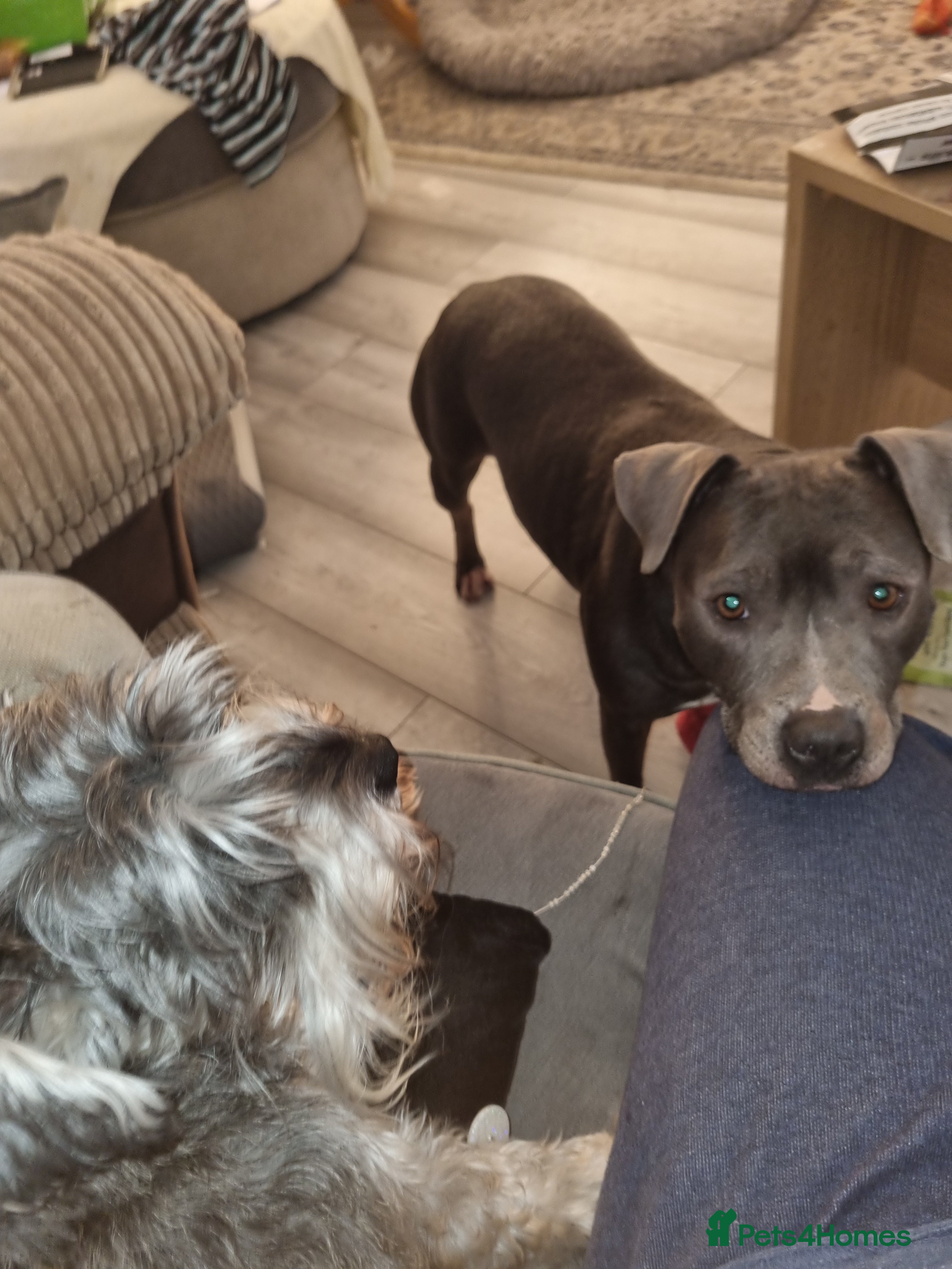 Staffordshire Bull Terrier dogs Blue Staffordshire bull terrier.  - Advert 5