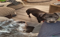 Staffordshire Bull Terrier dogs for sale: Blue Staffordshire bull terrier.  - Image 1