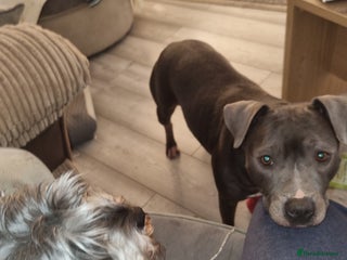 Staffordshire Bull Terrier dogs - Advert 2