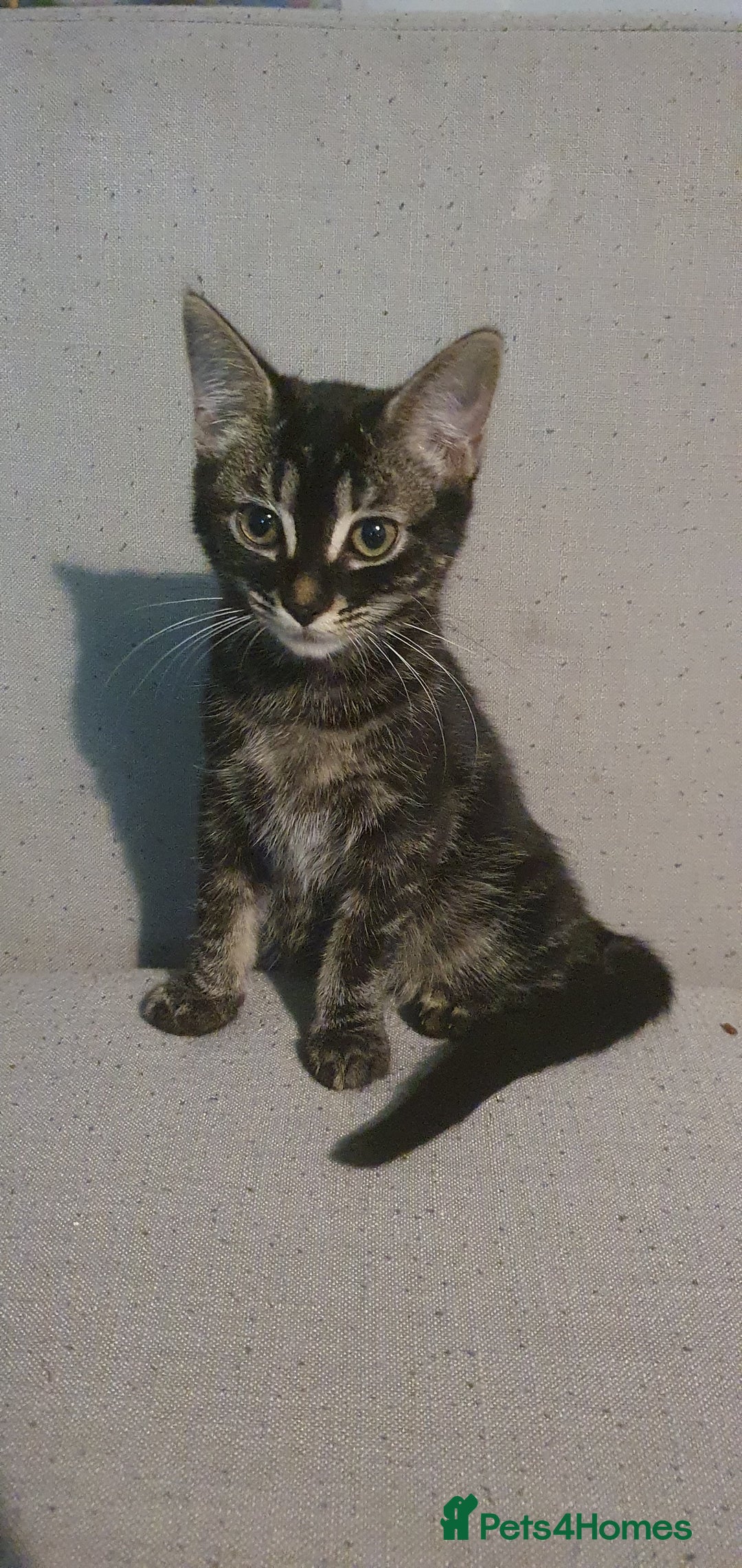 Bengal cats for sale: BROTHER & SISTER BENGAL NORWEGIAN FOREST CAT MIXED - Advert 7