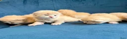 Ragcoon cats for sale: Rare Ragacoon Ragdoll x Maine Coon  - Advert 10