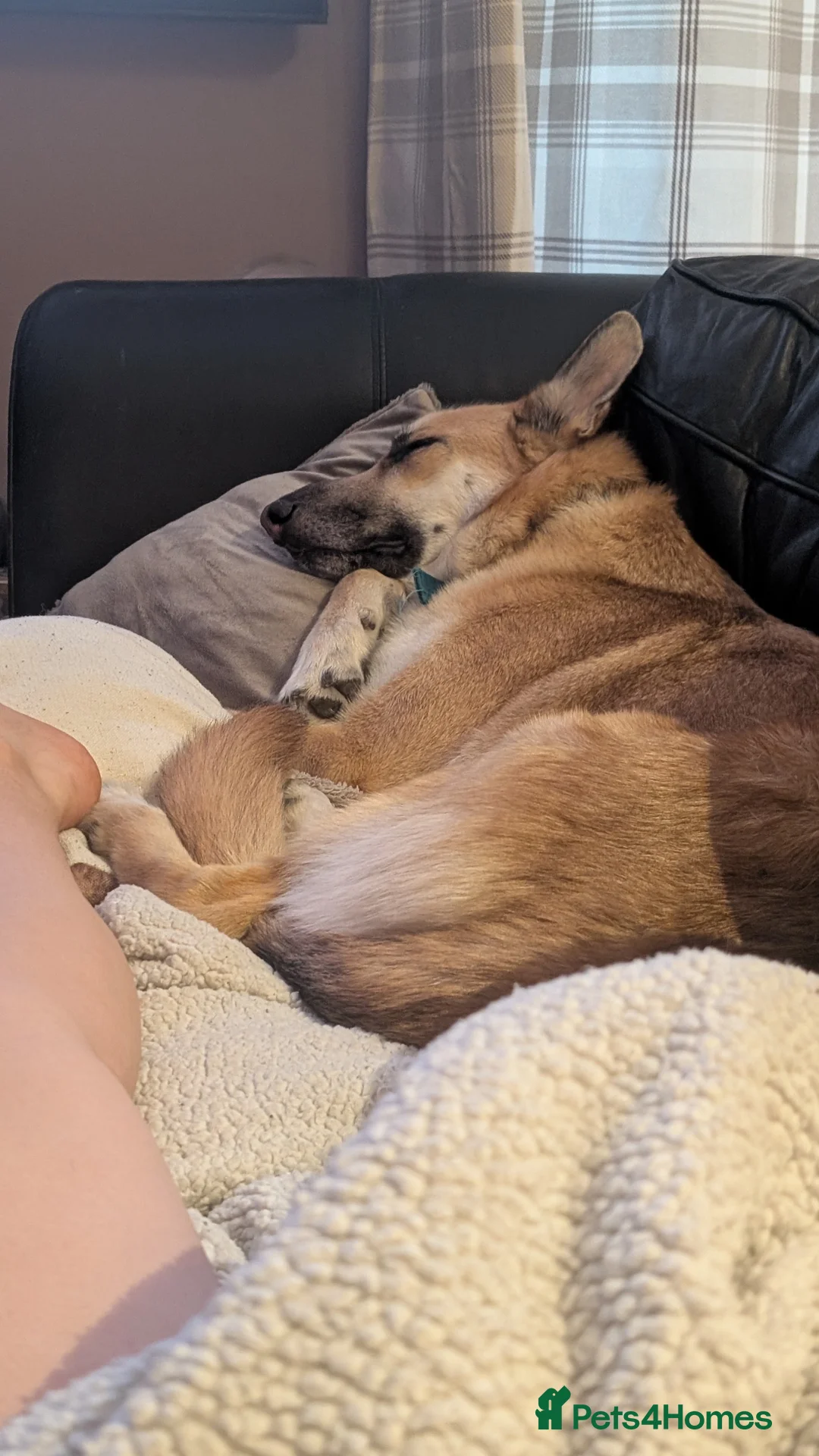 Mixed Breed dogs for sale: German Shepherd  - Advert 2