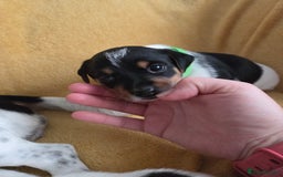 Jack Russell dogs for sale: Tricolour short legs Jack Russell  - Image 6