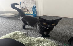 Domestic Shorthair cats for sale: My little baby needs a new home - Image 11
