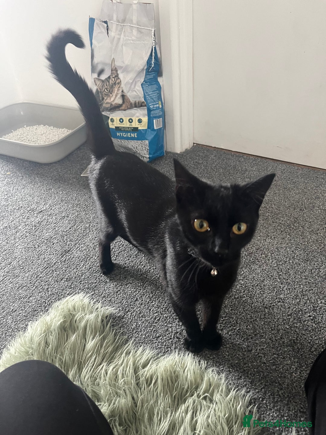 Domestic Shorthair cats for sale: My little baby needs a new home - Image 11