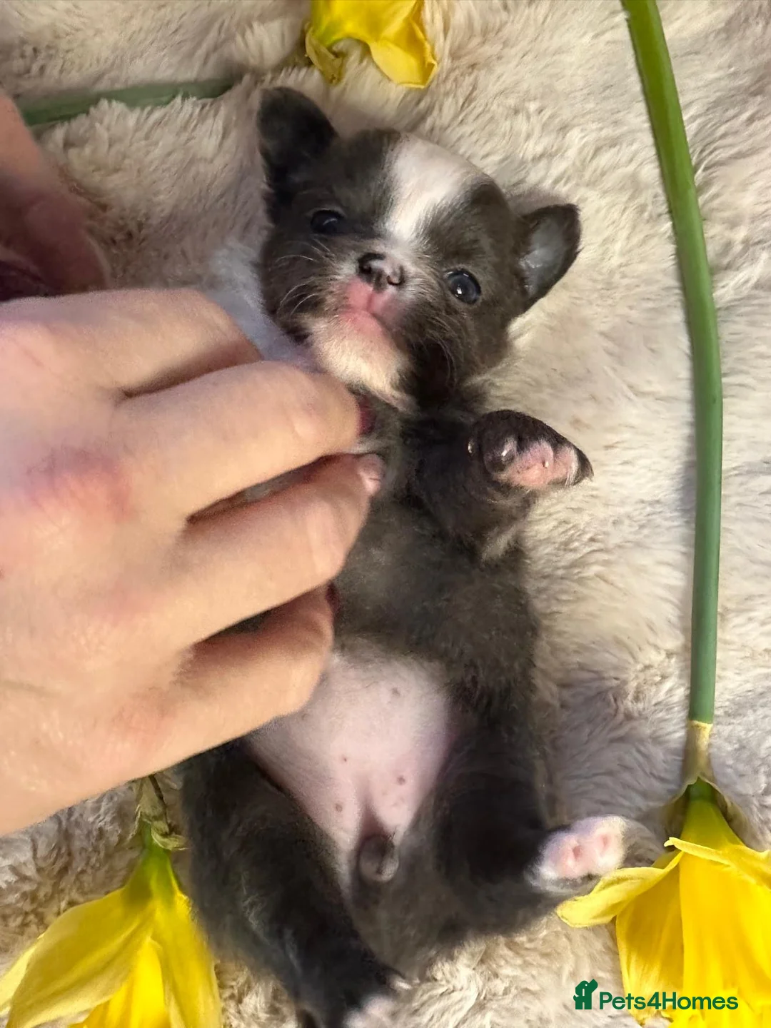 Chihuahua dogs for sale: Long hair, beautiful chihuahuas - Advert 8