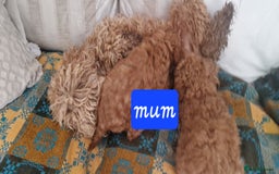 Cockapoo dogs for sale: Gorgeous foxred cockapoo puppies  - Image 7