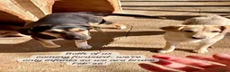 Mixed Breed dogs for adoption: Shauna, 6 months approx. Available for adoption. in Brixham - Advert 4