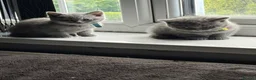 British Shorthair cats for sale: Pure British shorthair kittens - Advert 17