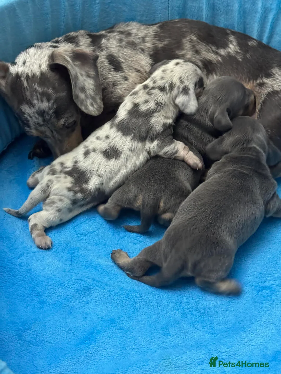Miniature Dachshund dogs for sale: Mini dachshund puppies in Durham - Advert 17