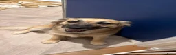 Mixed Breed dogs for adoption: Meet Honey, currently residing in Essex in Clacton-on-Sea - Advert 5