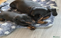 Miniature Dachshund dogs for sale: Miniature Dachshund  - Image 7