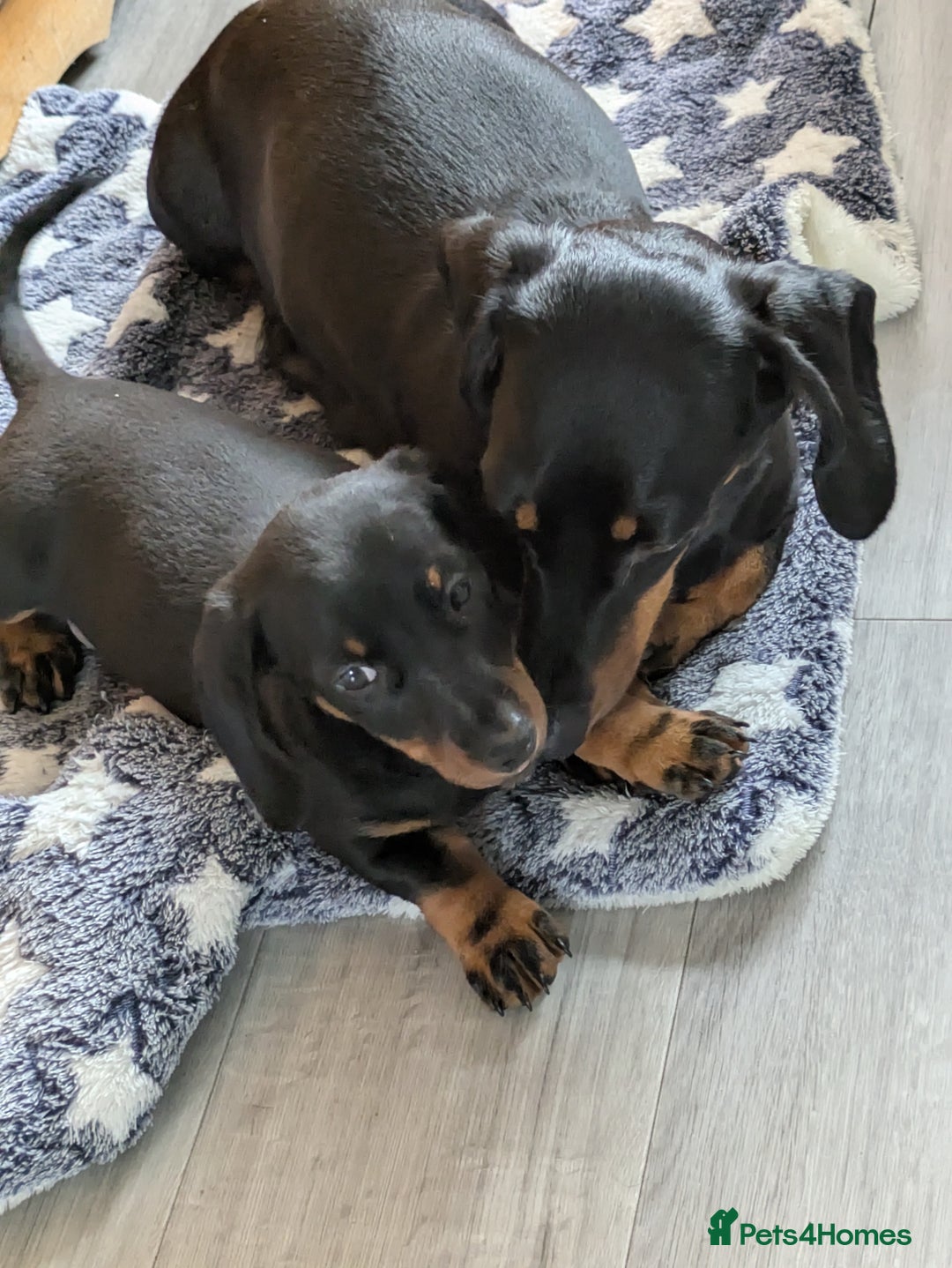 Miniature Dachshund dogs for sale: Miniature Dachshund  - Image 7