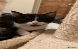 Domestic Shorthair cats for sale: Kittens Black and white gorgeous markings - Image 7