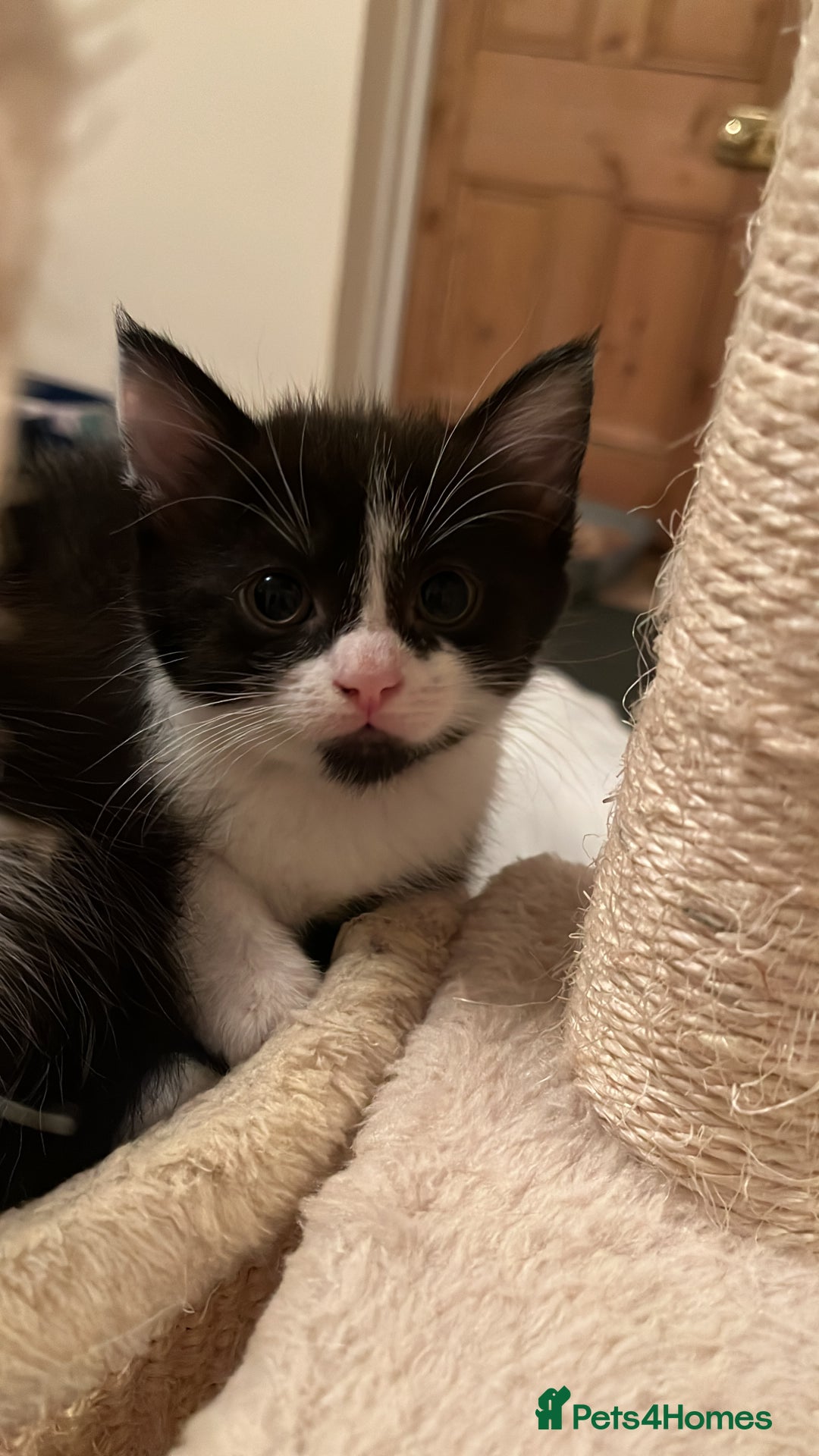 Domestic Shorthair cats for sale: Kittens Black and white gorgeous markings - Image 7