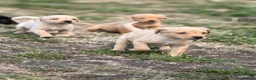 Labrador Retriever dogs for sale: 7 gorgeous kc Labrador puppies - Advert 4