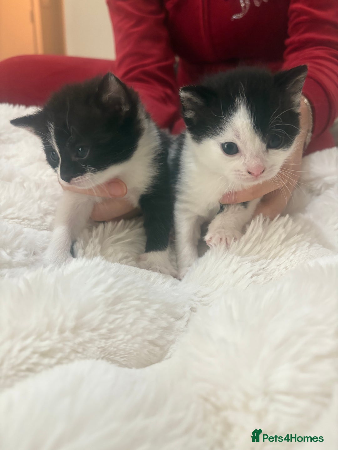 Mixed Breed cats for sale: 7 beautiful kittens very playful  - Advert 2