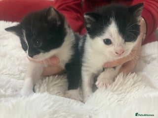 Mixed Breed cats beautiful kittens very playful - Advert 12