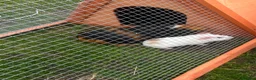 Guinea Pig rodents for sale: pairs of bonded male guinea pigs  - Advert 4