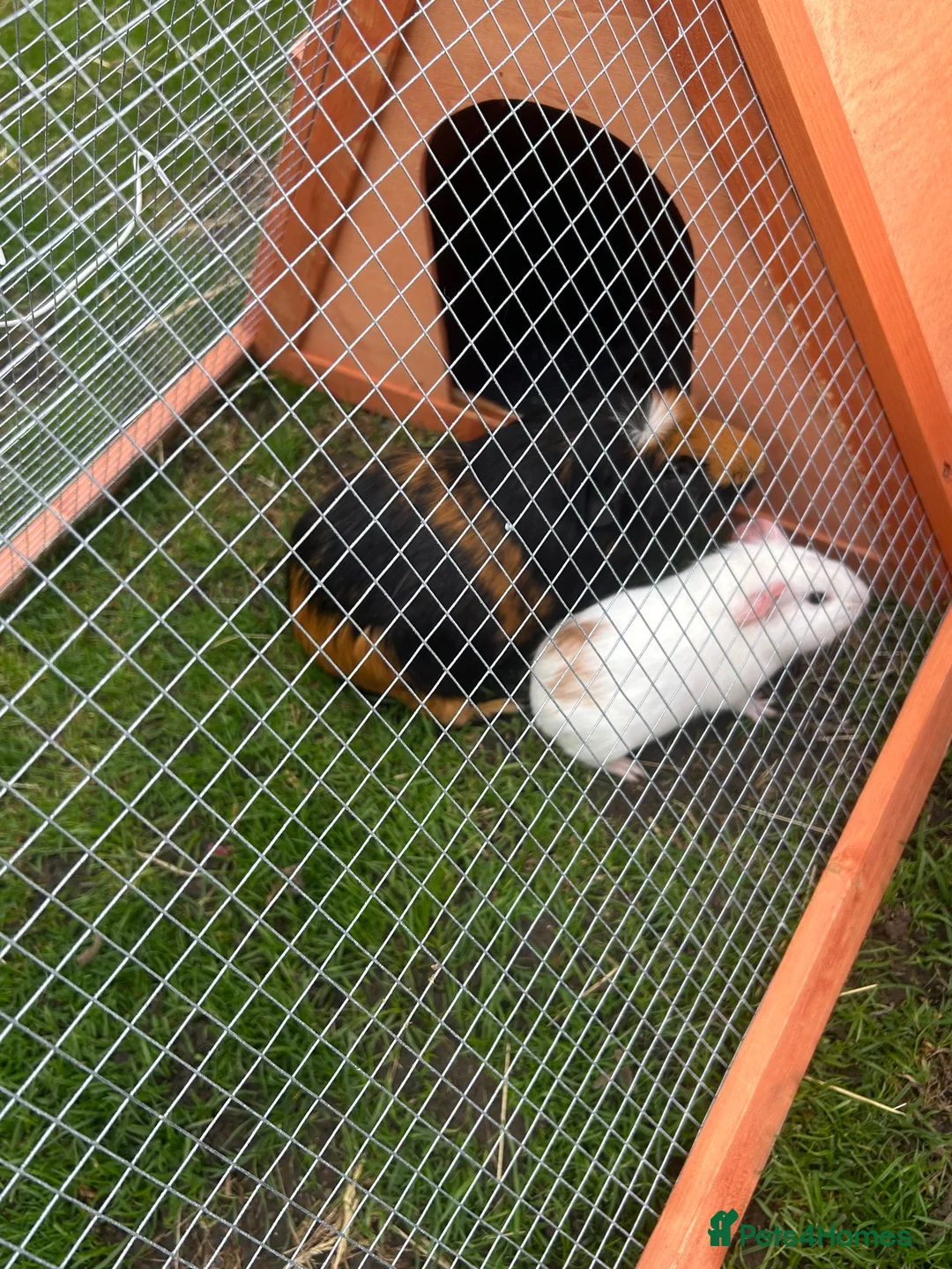 Guinea Pig rodents for sale: pairs of bonded male guinea pigs  - Advert 4